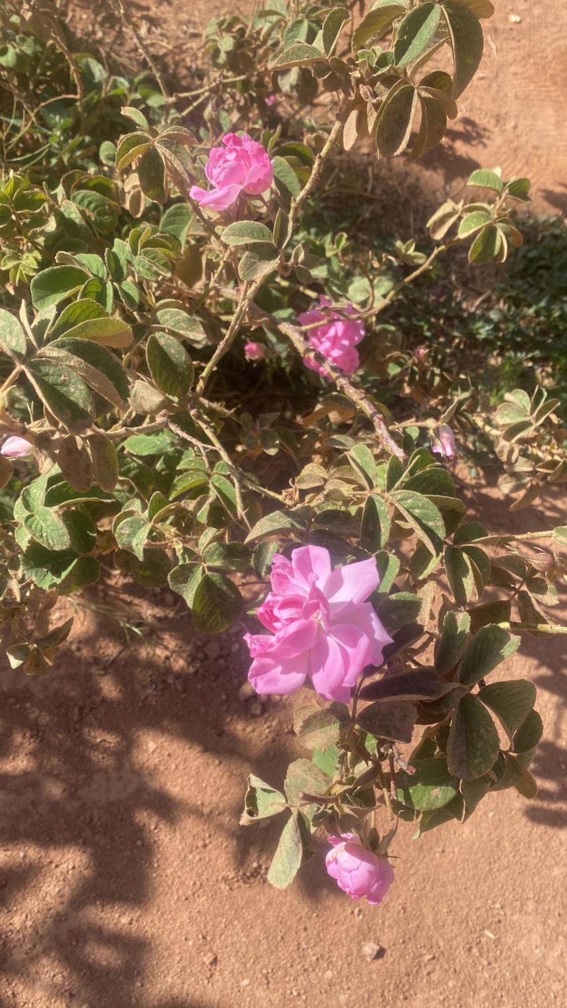 Dar Mgouna Roses Kelaat-M'Gouna Exterior foto